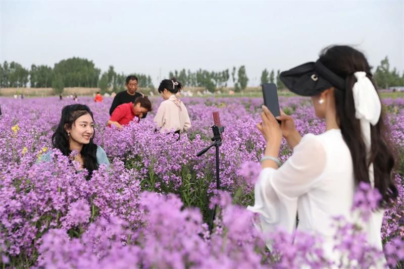 10萬余人次！太極莊首屆紫色油菜花節(jié)收官